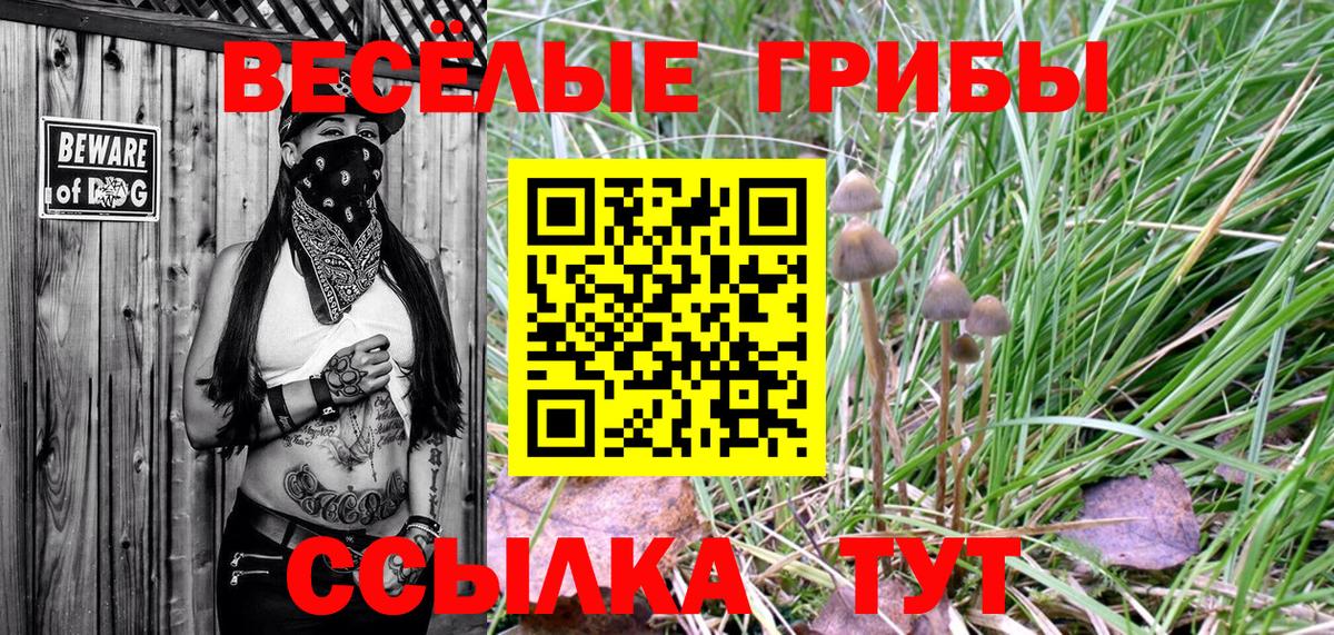Псилоцибиновые грибы Psilocybine cubensis Гатчина